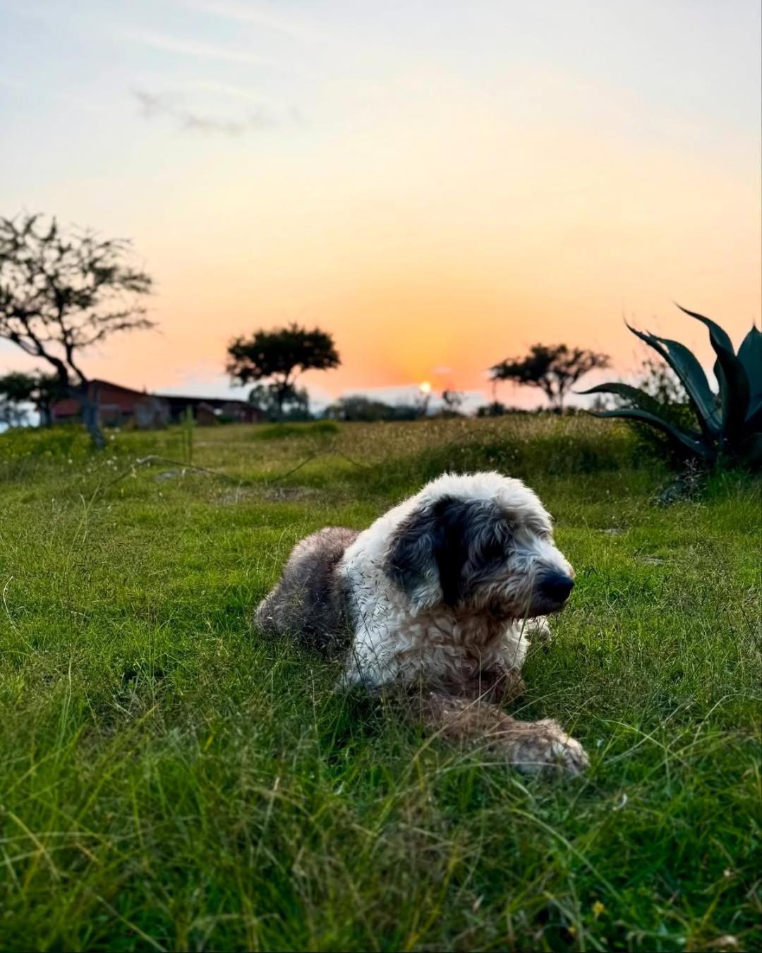El Gato Glamping Con Vista A Prismas Basalticos Hotel กูอัสกา เด โอกัมโป ภายนอก รูปภาพ