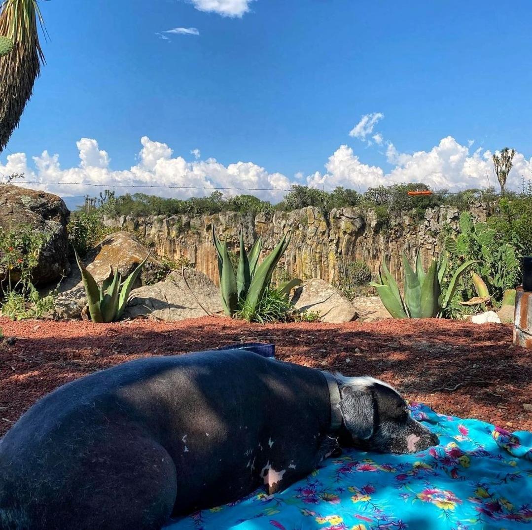 El Gato Glamping Con Vista A Prismas Basalticos Hotel กูอัสกา เด โอกัมโป ภายนอก รูปภาพ