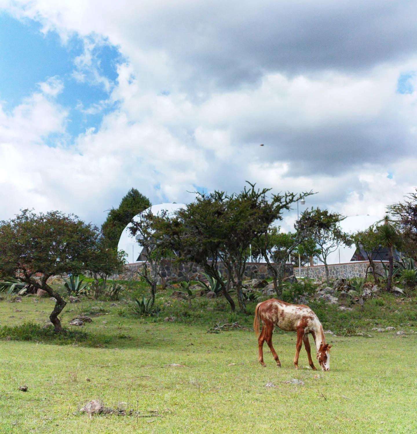El Gato Glamping Con Vista A Prismas Basalticos Hotel กูอัสกา เด โอกัมโป ภายนอก รูปภาพ